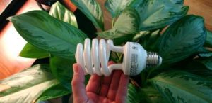 iluminacao artificial para plantas imgrower