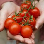 como plantar tomate orgânico